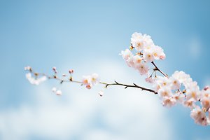 中文. plum flowers